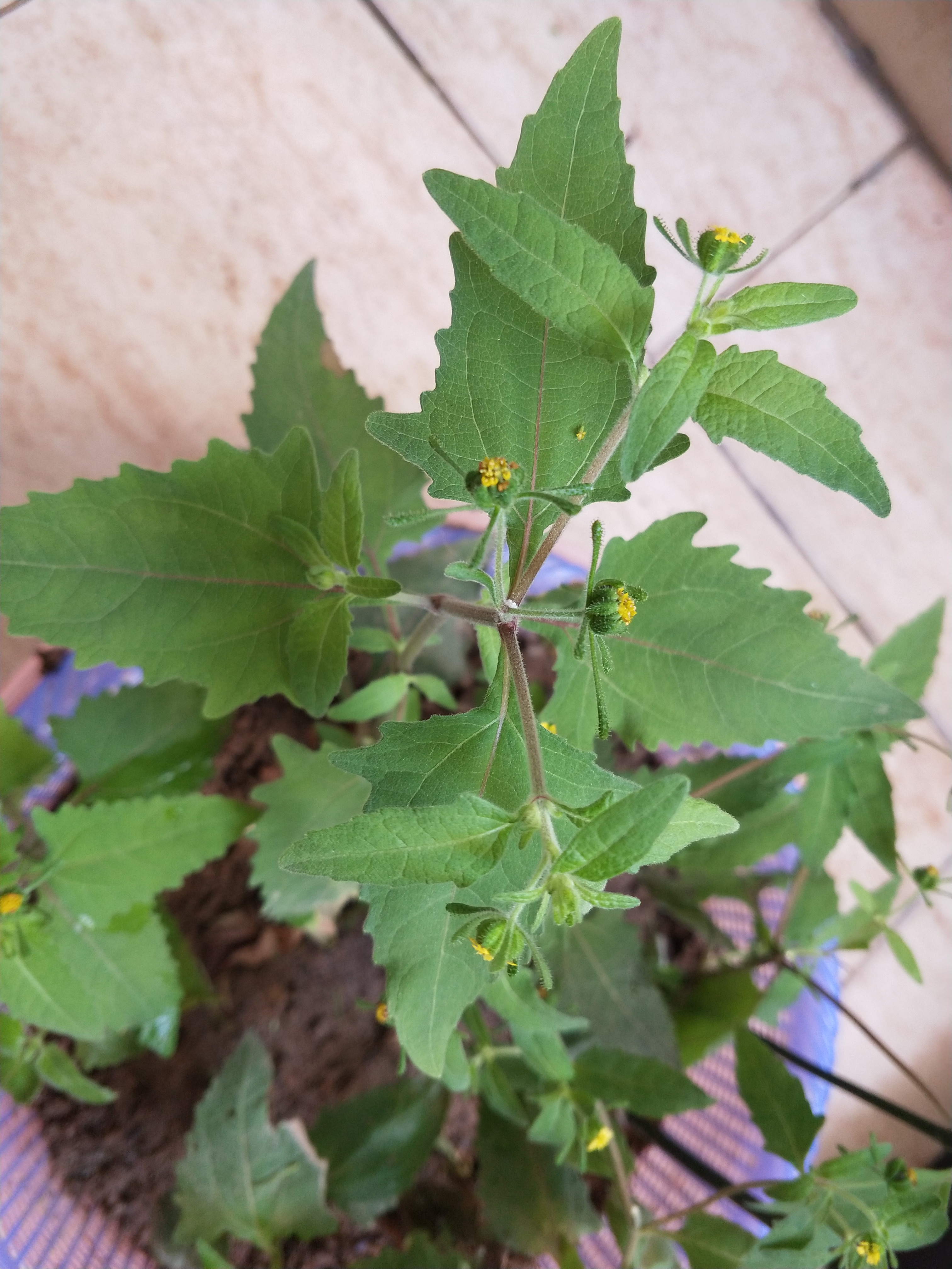 是菊科豨莶属的一年生草本植物.