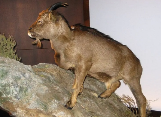 巴利阿里群岛洞山羊 百度百科