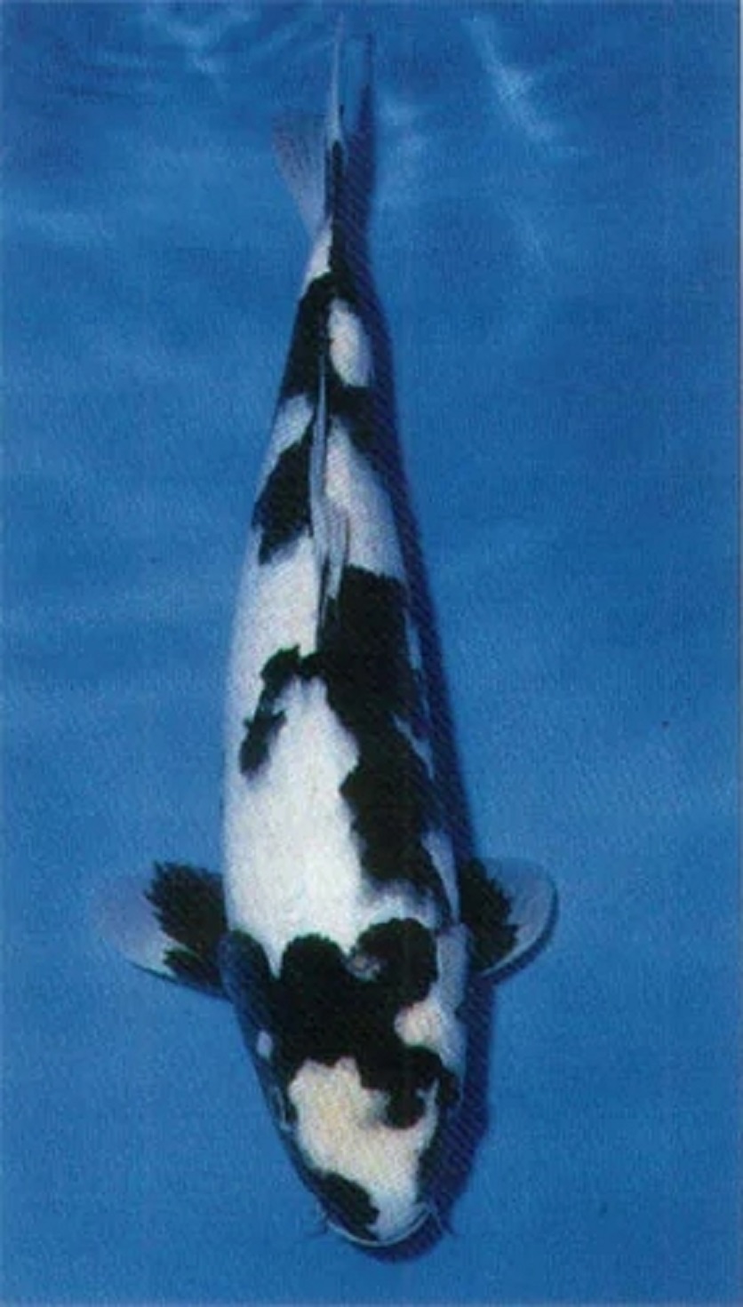  p data-id="gnb6w4s3di"> a target="_blank" href="/item/白写锦鲤