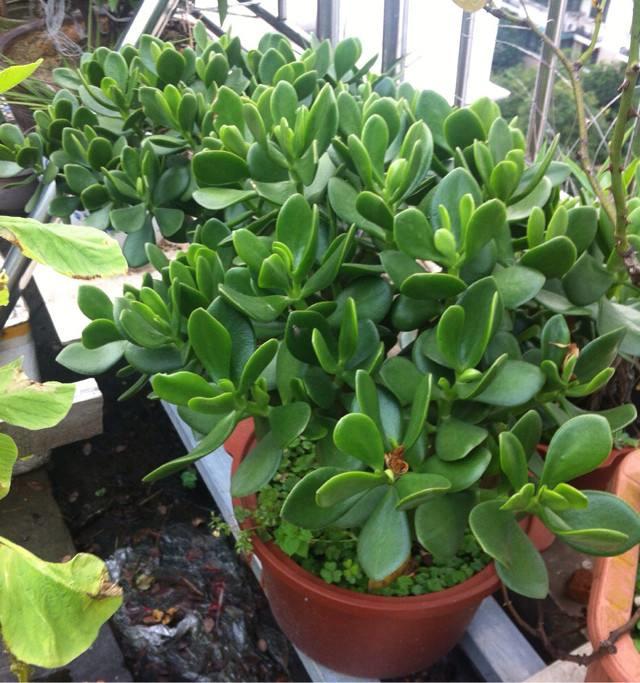 data-lemmaid="3641912">临界日长 /a>,植物每天日照时间长于它的临界