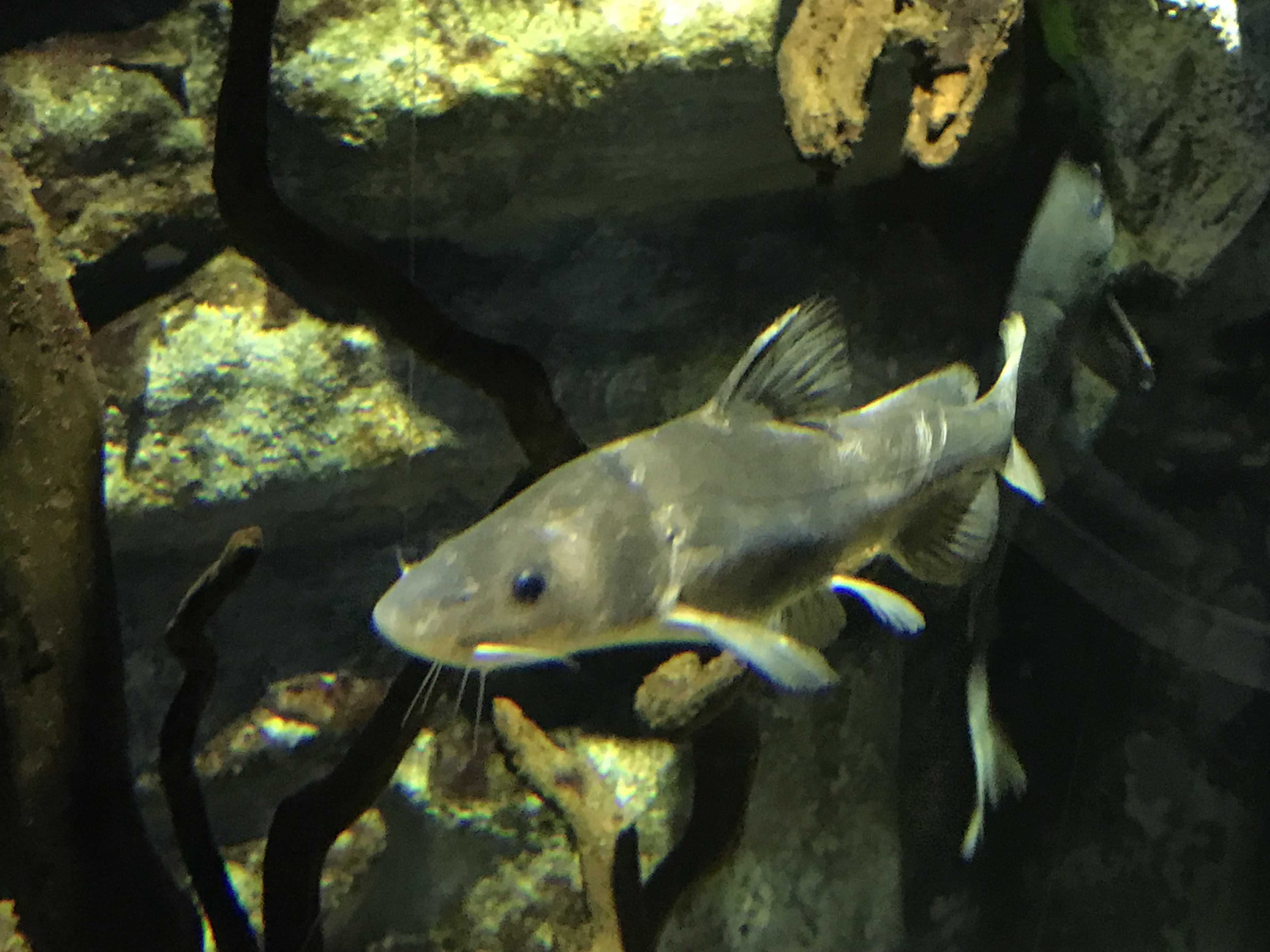  p>长吻鮠(学名: i>leiocassis longirostris /i>)是鲿科,鮠属鱼类.