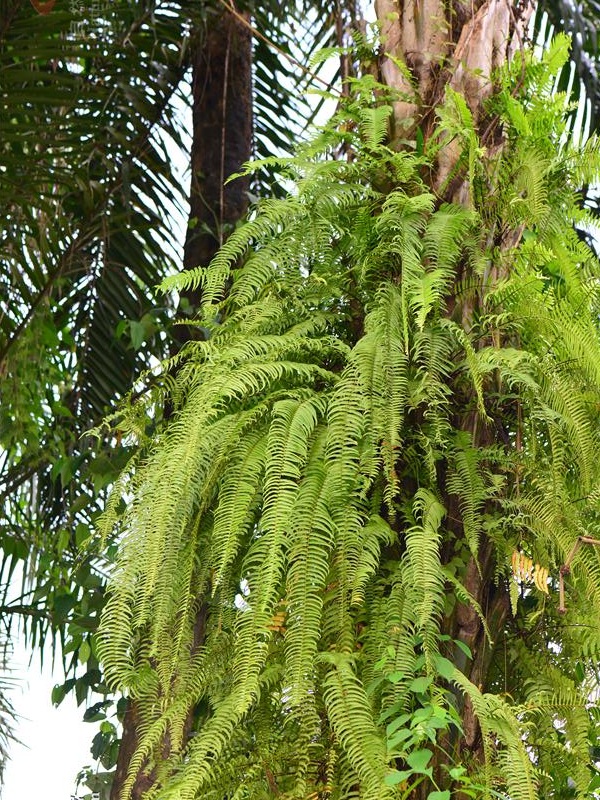  p data-id="gn8k5y6q1l">镰叶肾蕨( i>nephrolepis falciformis /i>