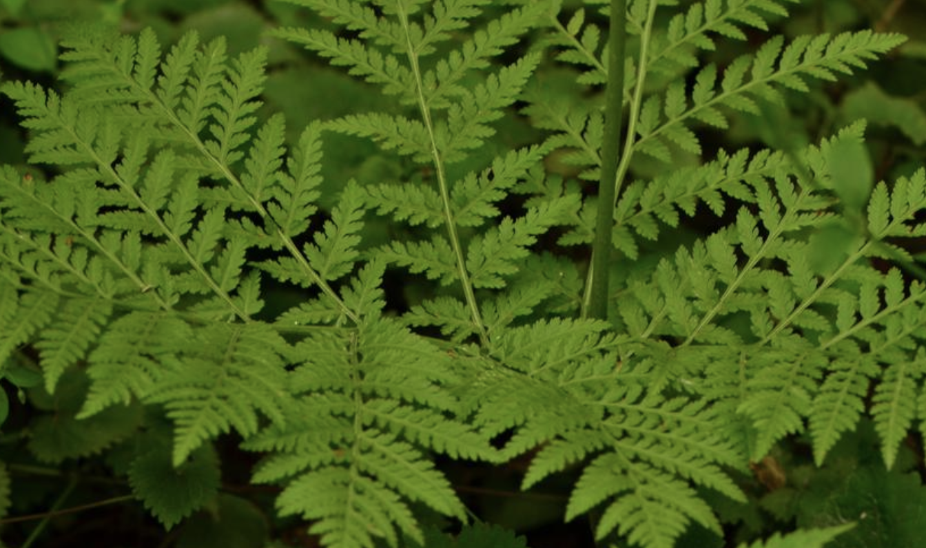  p>劲直阴地蕨(学名: i>sahashia stricta /i>  (underw.