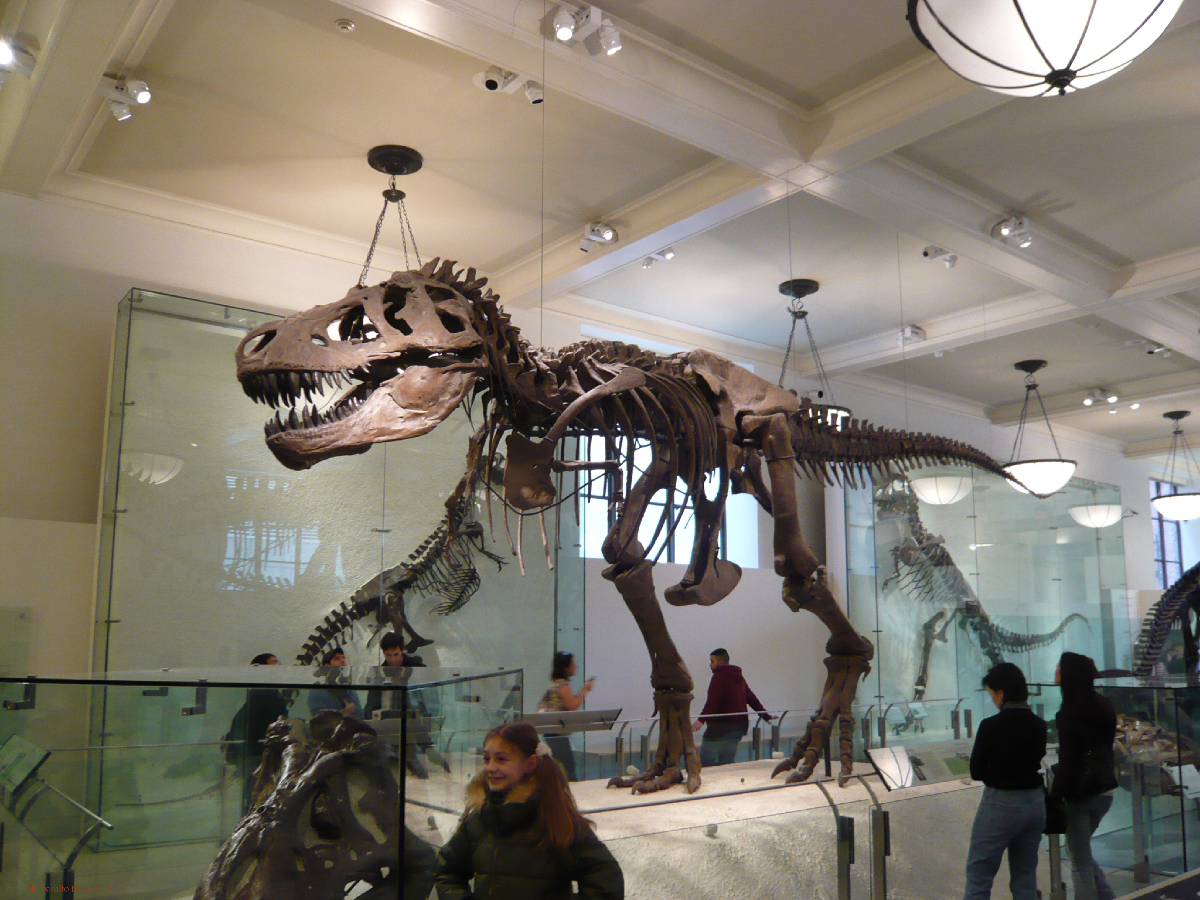 霸王龙主要标本