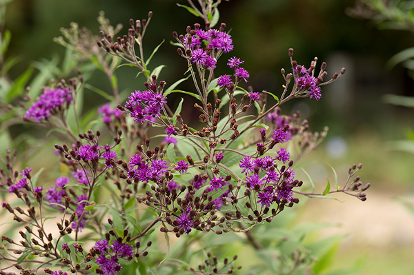  p data-id="tbewba8wvcah">驱虫斑鸠菊为菊科斑鸠菊属的一年生草本