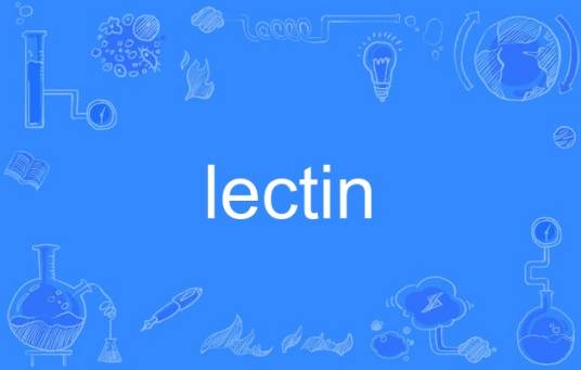 lectin（英语单词）_百度百科