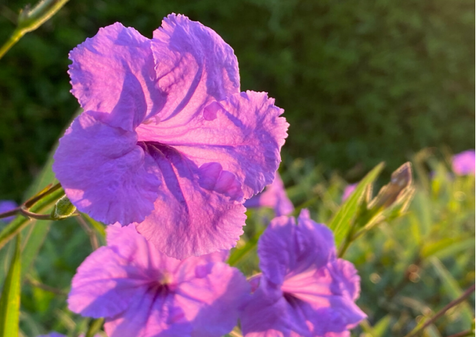 蓝花草的日常养护小知识 百科ta说