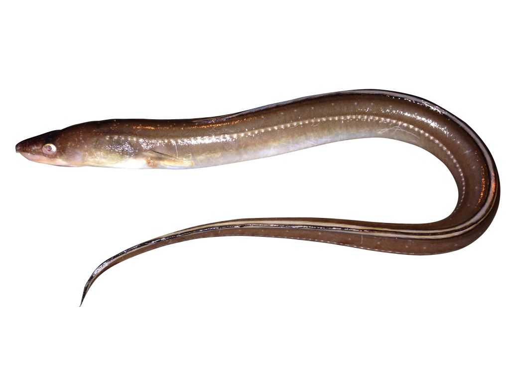  p>星康吉鳗(学名:conger myriaster)是康吉鳗科,康吉鳗属鱼类.