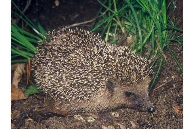 普通刺猬