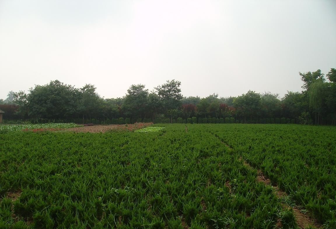  p>金叶龟甲冬青( i>ilex crenata /i> golden gem),又名钝齿冬青