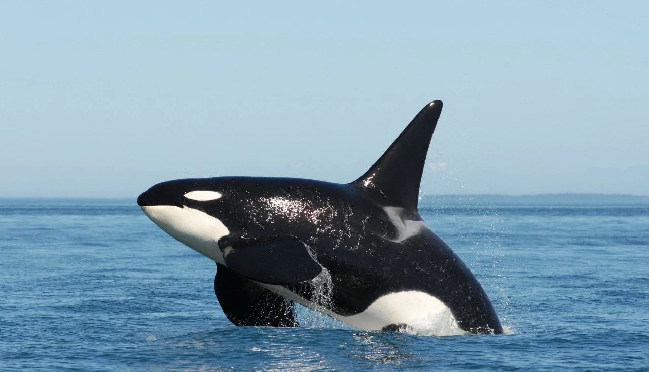 跃浪击波狠角色！纵横四大洋的虎鲸_百科TA说