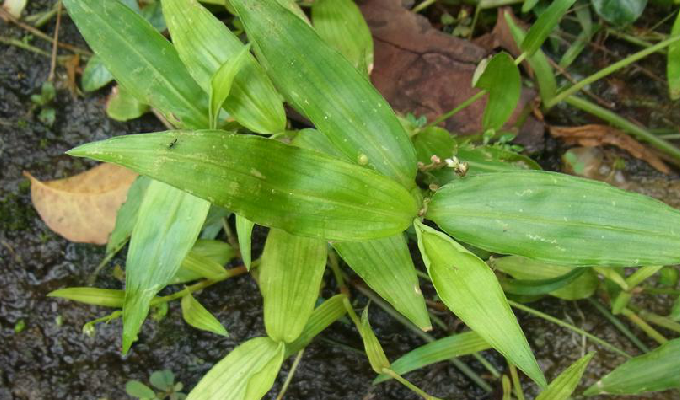  p>水竹叶属(学名:murdannia),物种为多年生(少一年生)草本,约50种