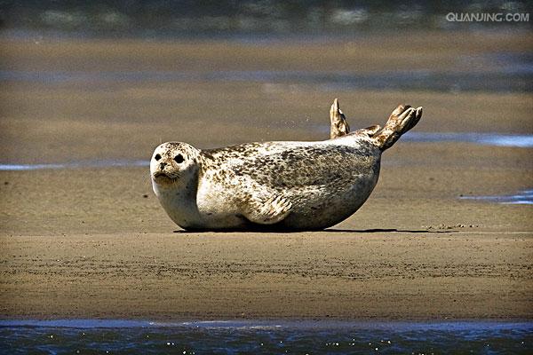 海豹