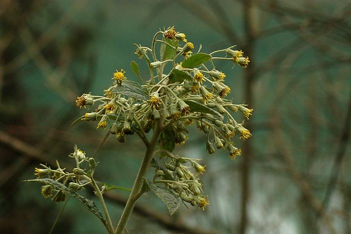  p>密花合耳菊(学名:synotis cappa)是菊科合耳菊属的植物.