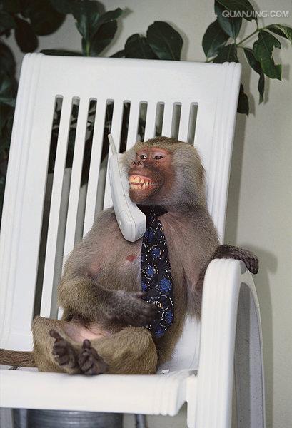  p>狒狒(学名: i>papio /i>):灵长目 a target="_blank" href="/item