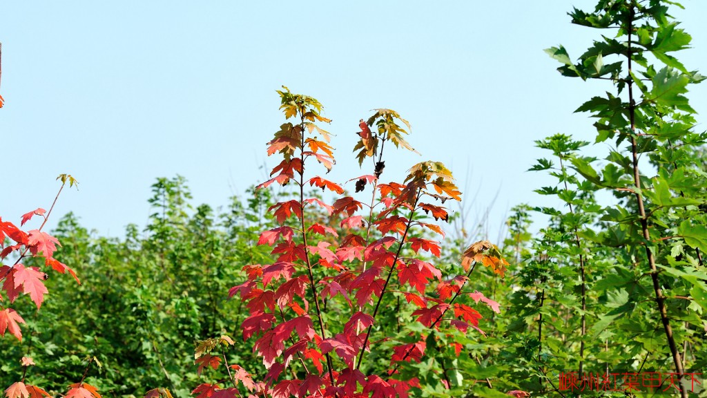 是指其叶片,茎杆等常年呈现出异色(非绿色)的植物,如 a target="