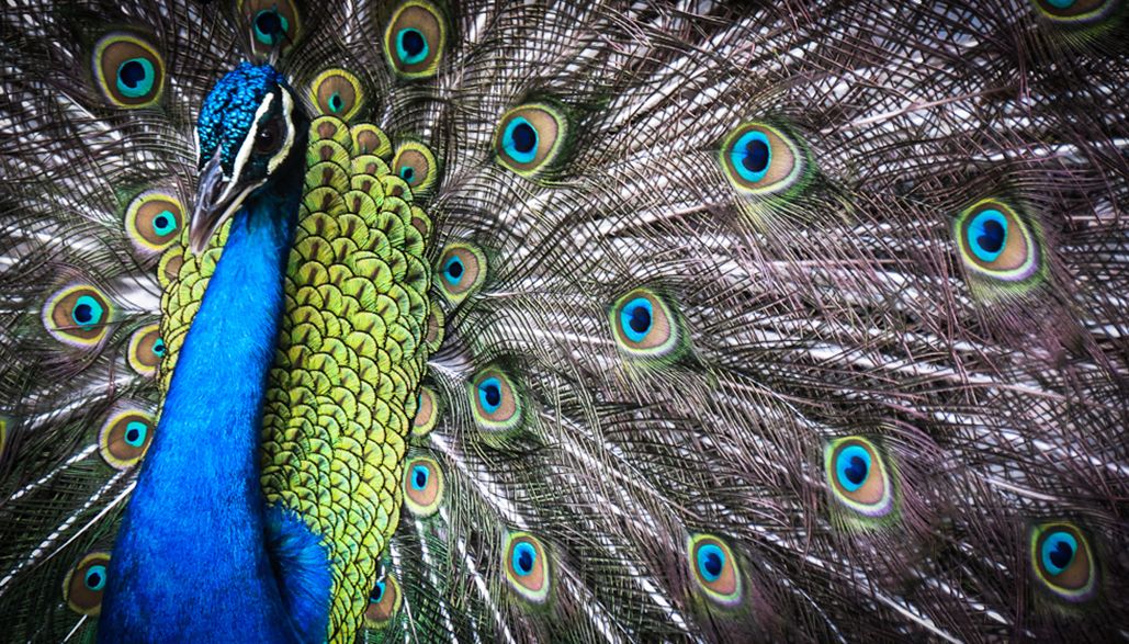 indian peafowl
