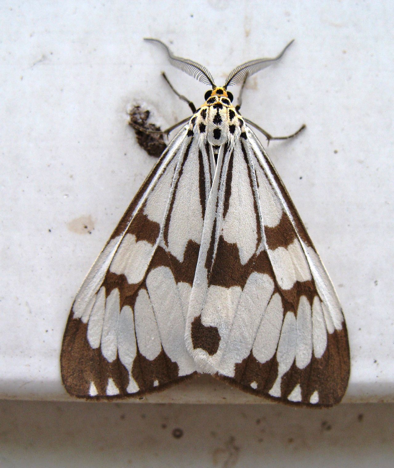  p>粉蝶灯蛾( i>nyctemera adversata /i>&nbsp;schaller)是灯蛾