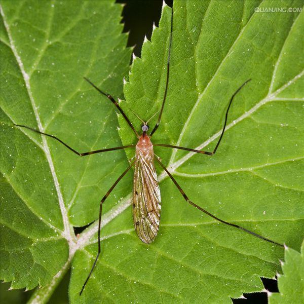lemmaid="4953587">大蚊亚科 /a>(tipulinae),沼大蚊亚科(limonidae)