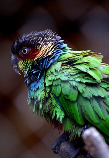  p>蓝喉锥尾鹦鹉(学名:pyrrhura cruentata)是典型的 a href="#">攀禽