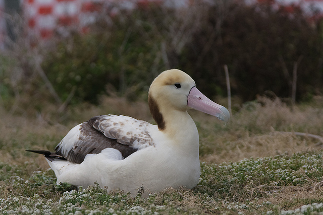  p>短尾信天翁(学名: i>phoebastria albatrus /i>)为 a target="