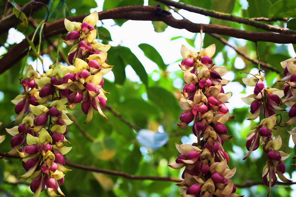 紫雀花属( a target="_blank" href="/item/学名/8074290" data