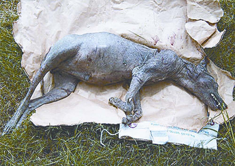 吸食山羊血的怪物) /b>,一种被怀疑存在于美洲的吸血动物