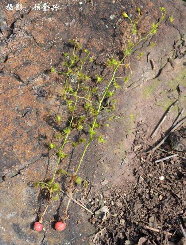  p>光萼茅膏菜(学名:drosera peltata smith var. glabrata y.z.