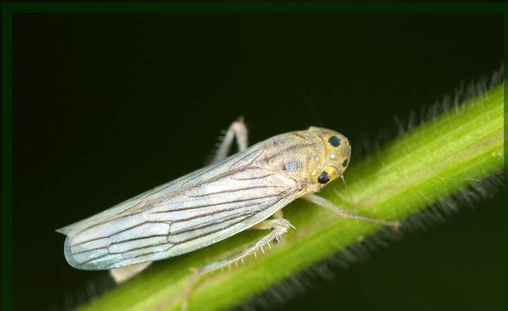 水稻白翅叶蝉