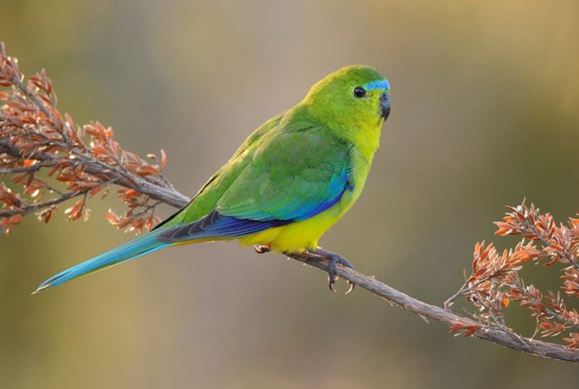 orange-bellied parakeet