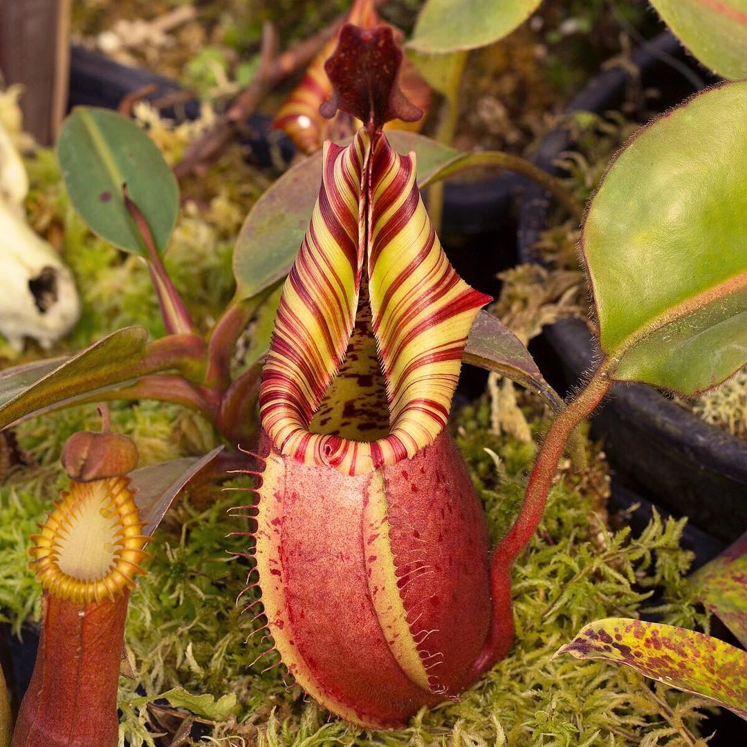 nepenthes veitchii