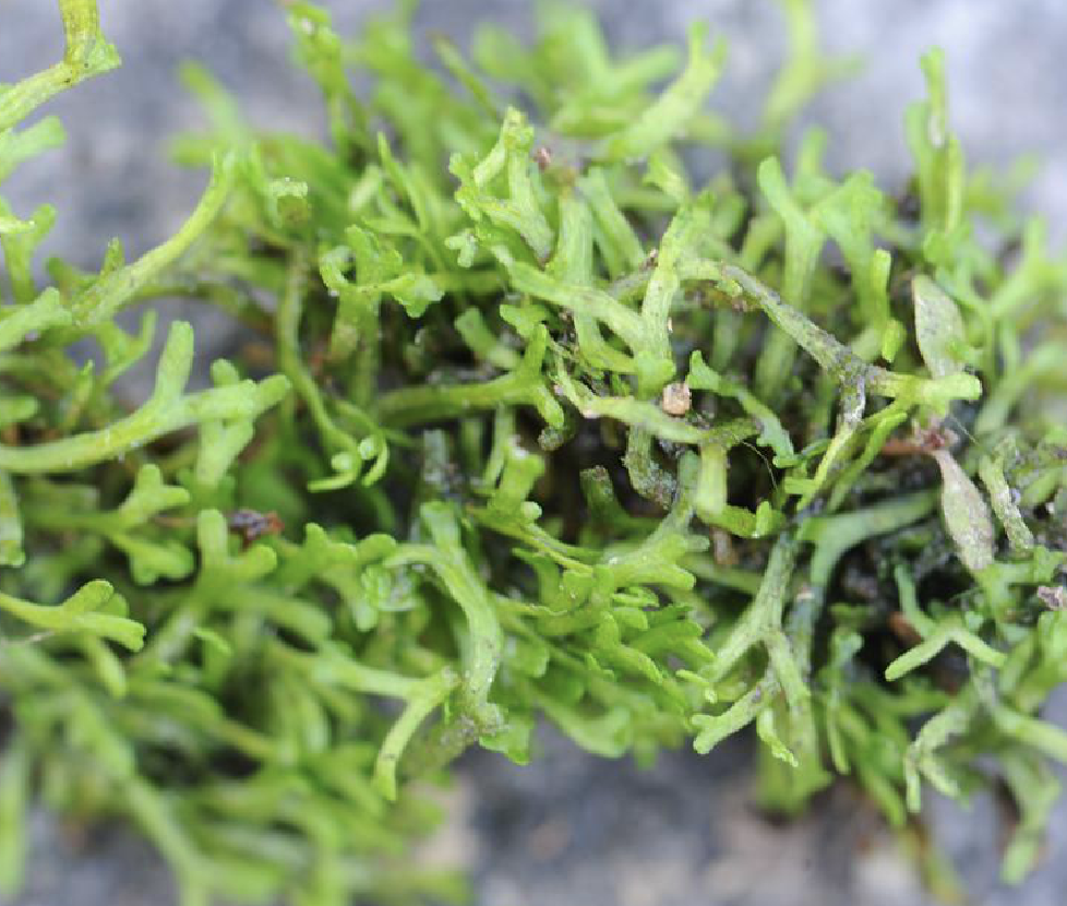  p>叉钱苔(学名: i>riccia fluitans /i> l.