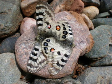 君主绢蝶西宁亚种