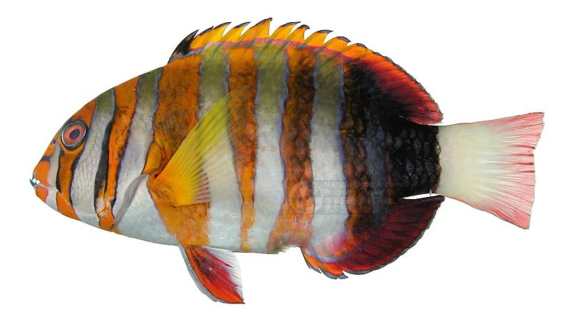 choerodonoides gymnogenys