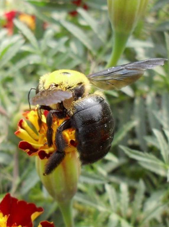  p>中华木蜂, i>xylocopa sinensis /i> smith, a href="#">蜜蜂科 /a