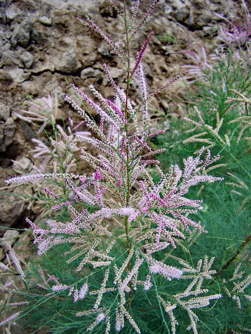  p>多枝柽柳( i>tamarix ramosissima /i> lcdcb)柽柳科柽柳属灌木或