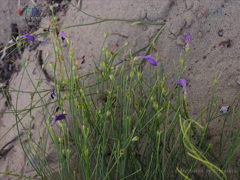  p>野胡麻属( a target="_blank" href="/item/学名/8074290" data