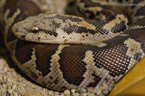 小型到中等大小的无毒蛇类,卵胎生,本属已知11种,分布于亚洲沙漠地区