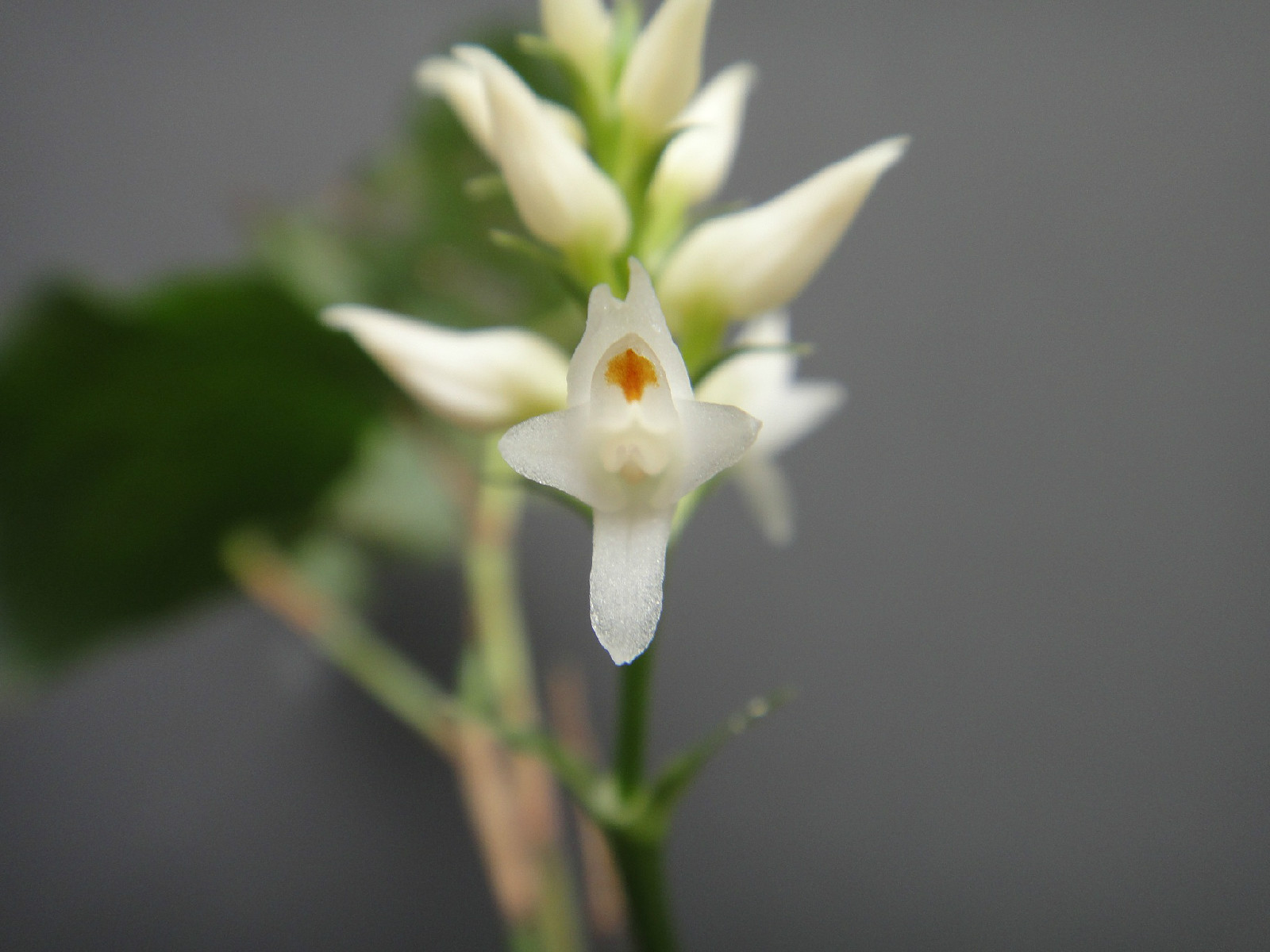 tropidia angulosa (lindl. ) bl.