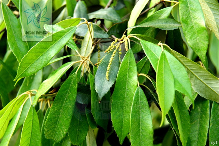  p>赤皮青冈(学名: i>cyclobalanopsis gilva /i> (blume) oerst)是