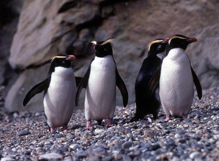 e·crestatus rockhopper penguin