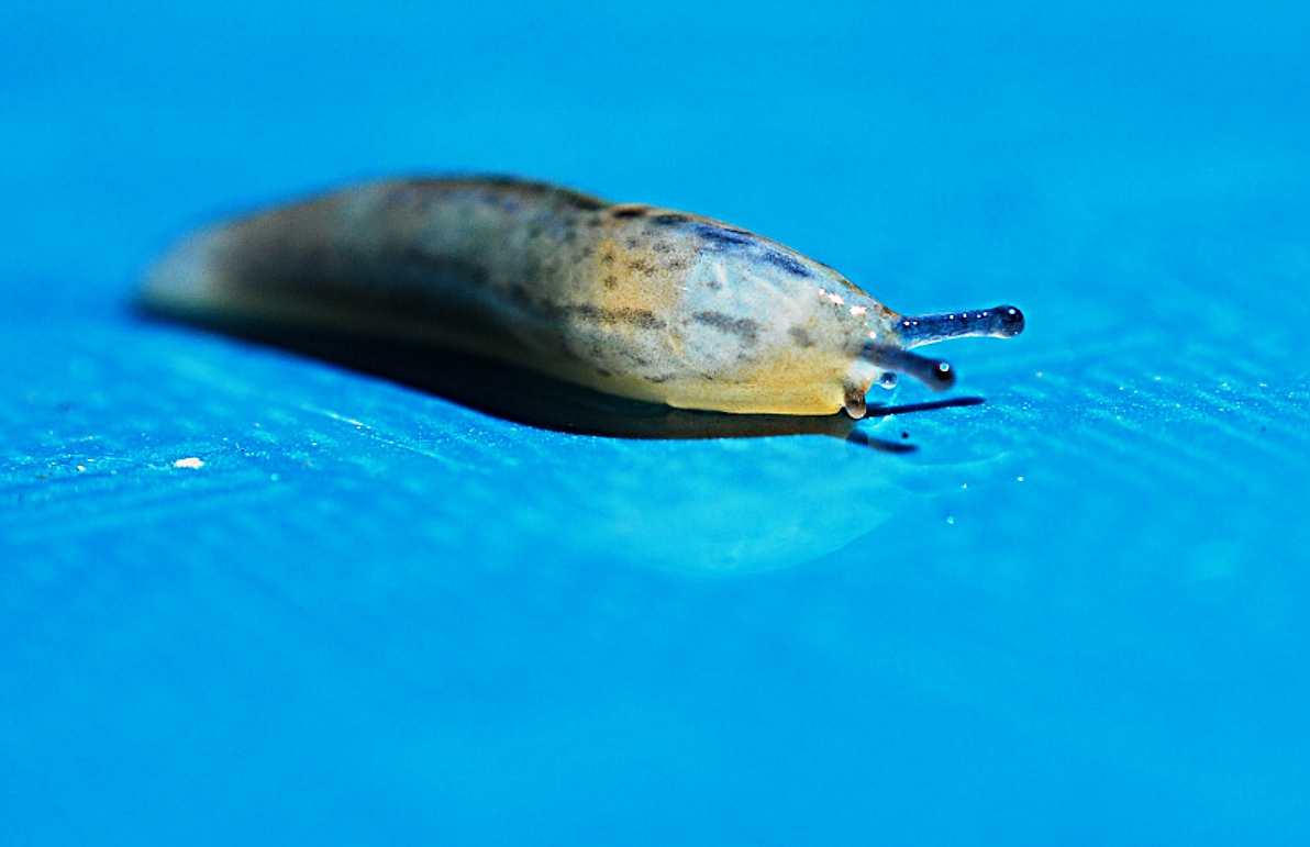 中物种最多的一个纲, a target="_blank" href="/item/腹足动物/53765