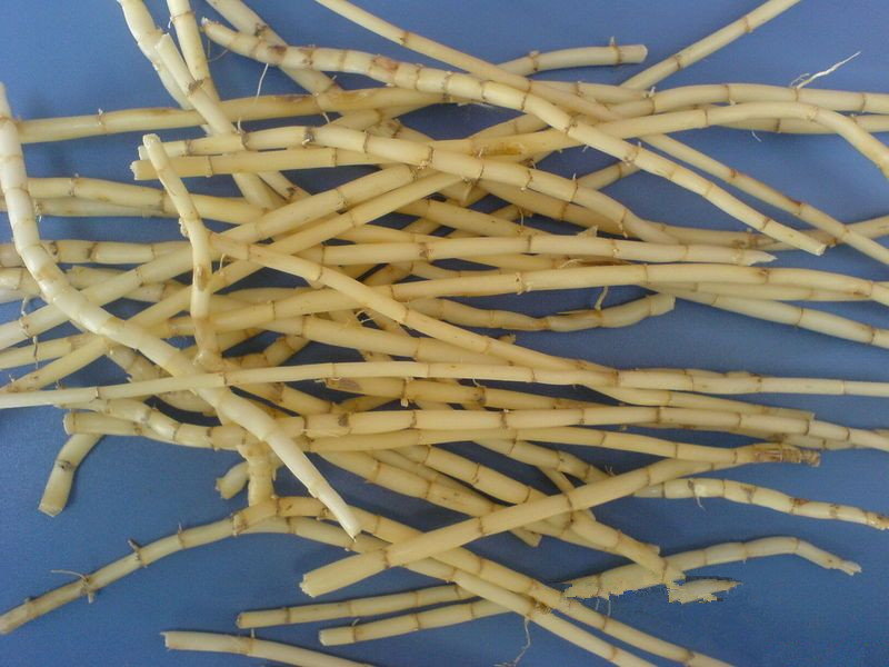 白茅草根