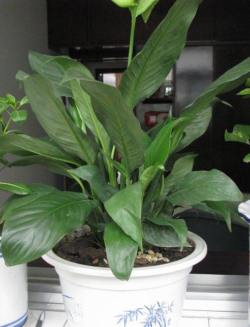  p>银苞芋又称绿巨人,包叶芋,万年青白鹤芋, a href="#">白掌 /a>.