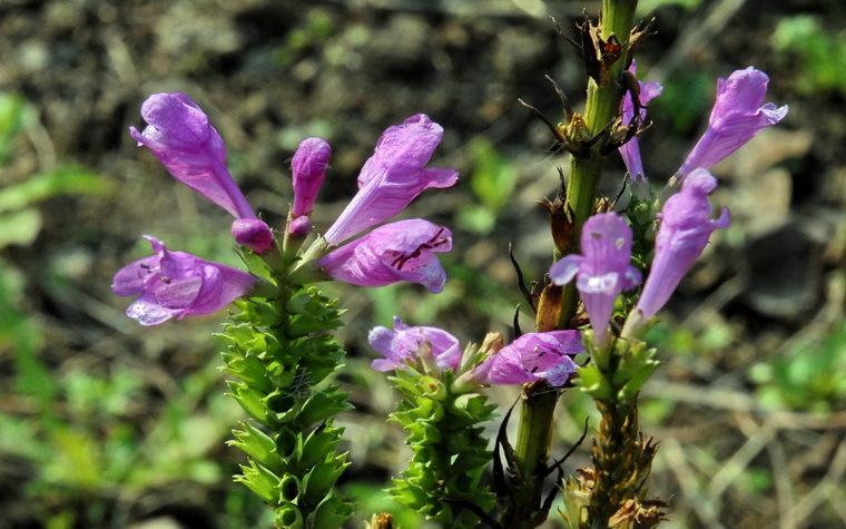 meehania fargesii var. pedunculata
