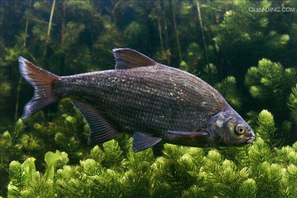 银欧鯿(blicca bjoorkna)产於欧洲,是欧鳊的一个不很重要的相近种.