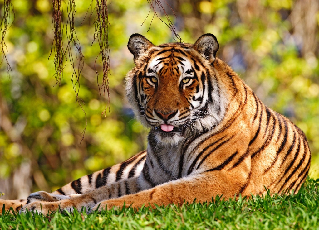  p>食肉目,carnivora,是 a target="_blank" href="/item/哺乳纲