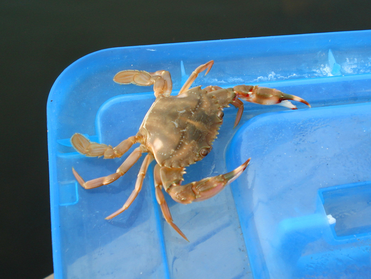  p>平背蜞(学名: i>gaetice depressus /i>)为方蟹科蜞属的动物.