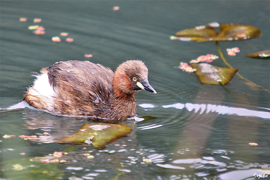 grebe