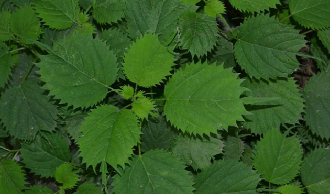  p>艾麻(学名: i>laportea cuspidata  /i>(wedd.